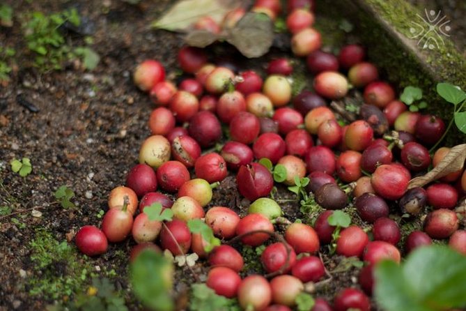 Coffee Paradise at El Paraiso - Experience from Bogota - Coffee country near Bogotá: the altitude shift that matters