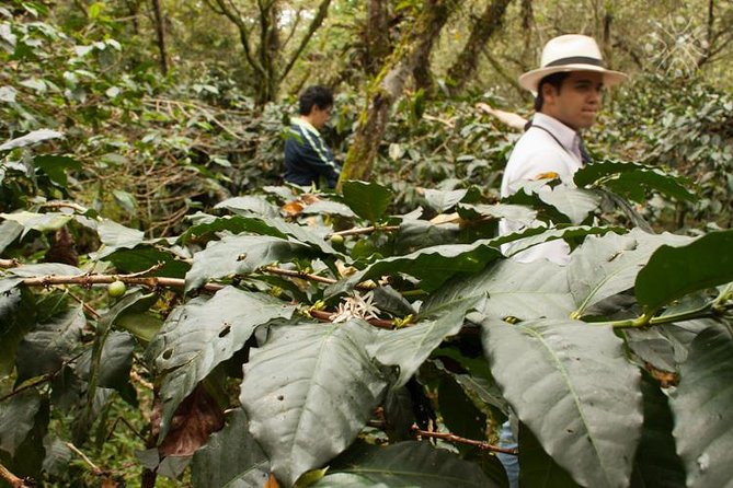 Coffee Paradise at El Paraiso - Experience from Bogota - Price and value: what $239 gets you, and what to watch for