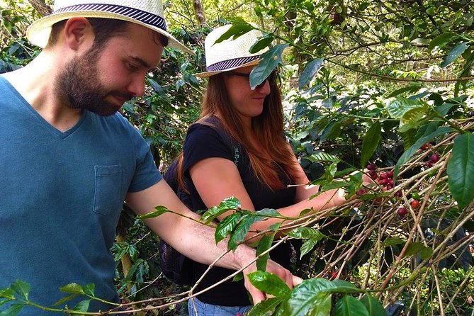 Coffee Plantation Tour From Bogota - Lunch plus Colombian fruit snacks: the fuel part