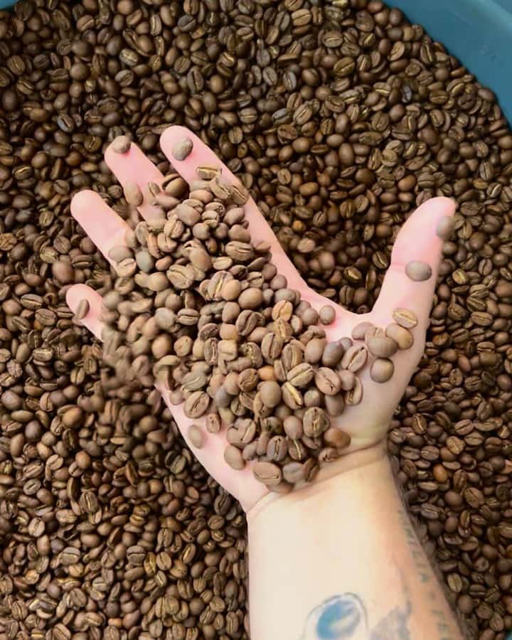 Coffee Tour at Finca El Ocaso Salento: Traditional Spanish Farm - Key things I’d zero in on