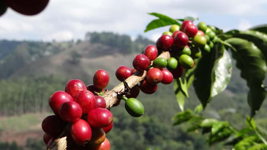 Coffee Tour at Finca El Ocaso Salento: Traditional Spanish Farm - Behind the scenes in the mill: hopper, pulper, drying, threshing