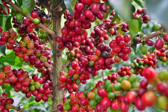 Coffee Tour at the Finca del Café - A Working Plantation Lesson, not a Stand-In for Real Life