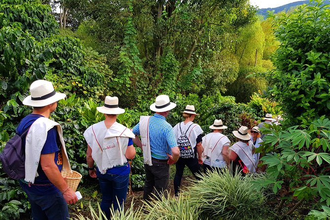 Coffee Tour at the Finca del Café - The Estate Walk, Wildlife Stories, and Why the Pace Works