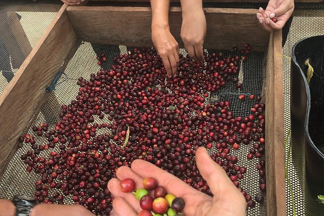 Coffee Tour Finca Jaguar - Inside the Bogotá Coffee Tour Finca Jaguar, start-to-finish