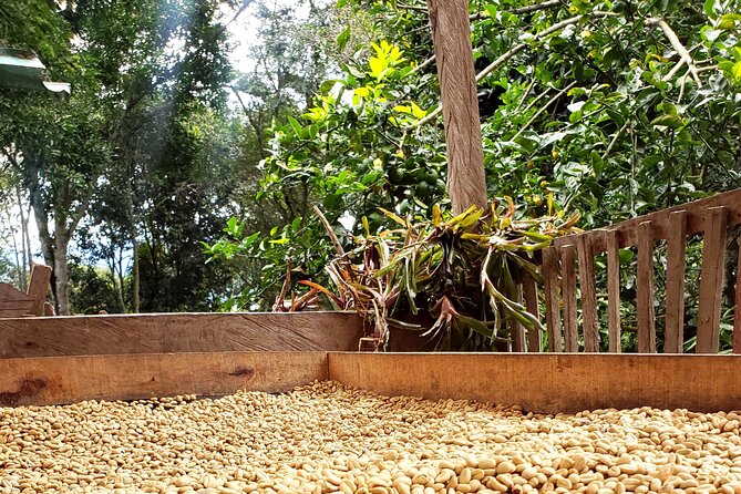 Coffee Tour from Coffee Growers to Your Cup - Key highlights
