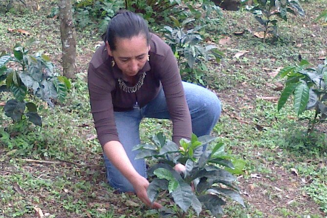Coffee Tour from Coffee Growers to Your Cup - Price and value: what $100 buys you in the real world