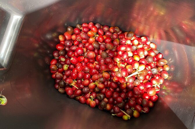 Coffee Tour from Coffee Growers to Your Cup - Sibaté strawberry stop: a sweet 15-minute break
