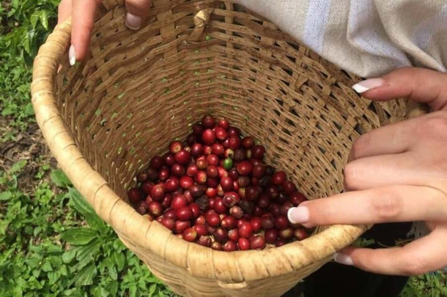 Coffee Tour from Medellin with Lunch and Coffee Tasting - Key Things I’d Put on Your Shortlist