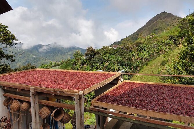 Coffee Tour in Medellin, Transportation, Snack and Lunch. - Coffee Tour in Medellín: What You’re Actually Doing All Day