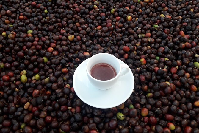 Coffee Tour in Medellin, Transportation, Snack and Lunch. - The Start in Medellín: Coffee Culture, Scenarios, and Dressing Up