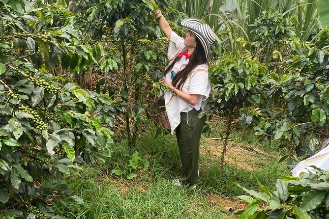 Coffee tour in Medellín with tastings and transportation - Coffee Crops and Harvest Work: What You Learn by Doing