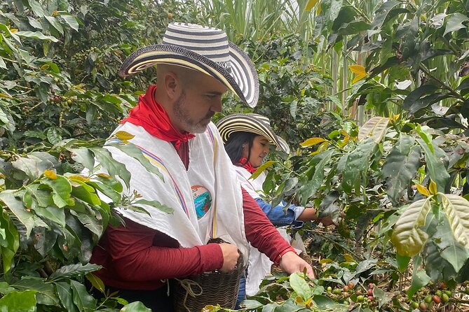 Coffee tour in Medellín with tastings and transportation - Seedbeds and Planting Demonstration: The Part People Skip at Home