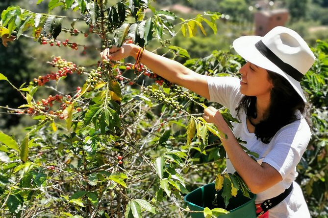 Coffee Tour in the Beautiful Jardin Town: Adventure in the Andes - Medellín to Antioquia Coffee Country, the Road Part Matters