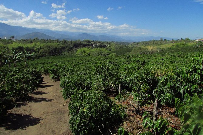 Coffee tour in the heart of the coffee region - Key highlights you will actually care about