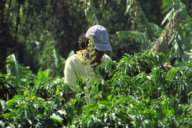 Coffee tour in the heart of the coffee region - Hacienda Bruselas coffee tour: why it works so well in the real world