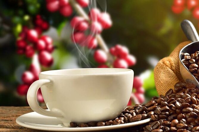Coffee tour & rum tasting - Price and value: what you’re really paying for at $160 per person