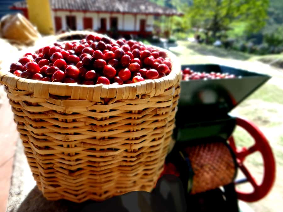 Coffee Tour Salento-Ocaso Farm- English Tour - Price and value: $14 for a full coffee chain
