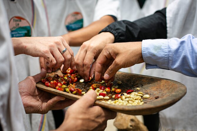 Coffee Tour with arrival on horseback and sugar cane processing - Palmitas coffee farm: picking beans and learning the coffee process