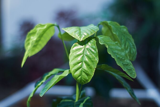 Colombian Coffee Sensory Immersion: From the Seed to the Cup. - Key highlights you’ll actually feel