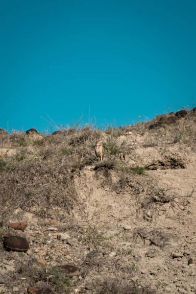 Community and Biodiversity Tour of the Tatacoa Neiva Desert