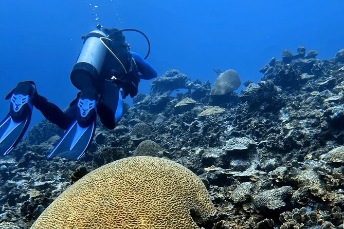 Diving Experience in Cartagena with all Incluided - Who this SCUBA experience is best for