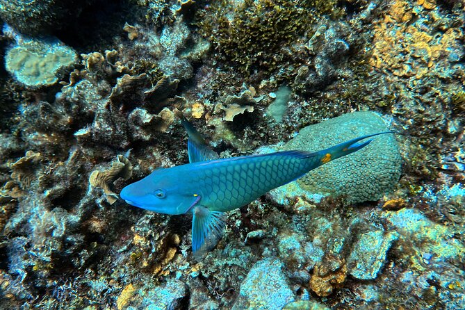 Diving Experience in Cartagena with all Incluided - Price and what $280 buys you in Cartagena