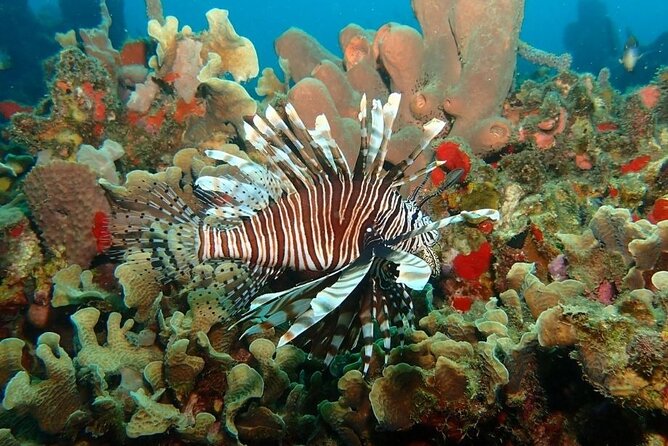 Diving in Playa Blanca Barú with Lunch - Cartagena Colombia - Playa Blanca Barú: the payoff after a short SCUBA window