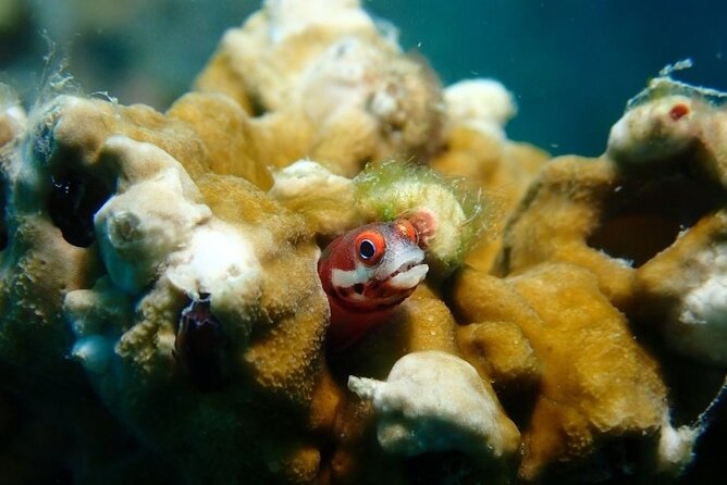 Diving in Playa Blanca Barú with Lunch - Cartagena Colombia - Price and value: is $122 fair for this Cartagena to Barú day?