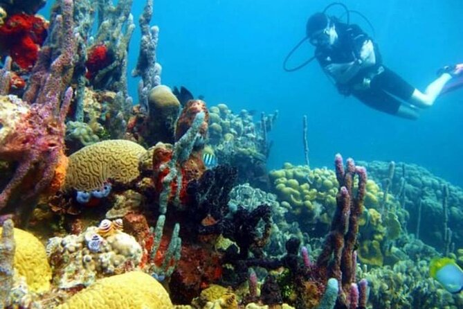 Diving in Playa Blanca Barú with Lunch - Cartagena Colombia - The 45-minute underwater session: what you’ll see and what to expect