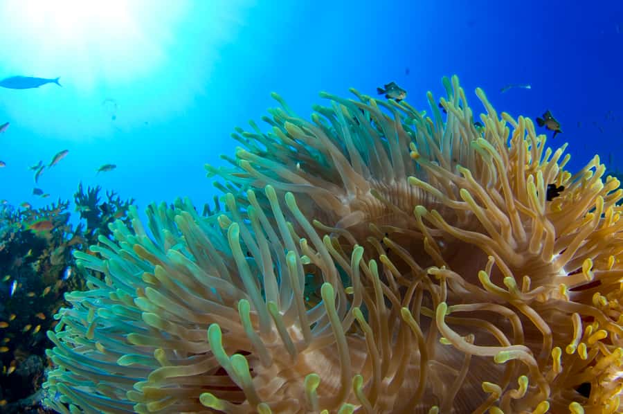 Diving Santa Marta & Tayrona for Certified Divers (2 tanks) - Key highlights you will feel on the day