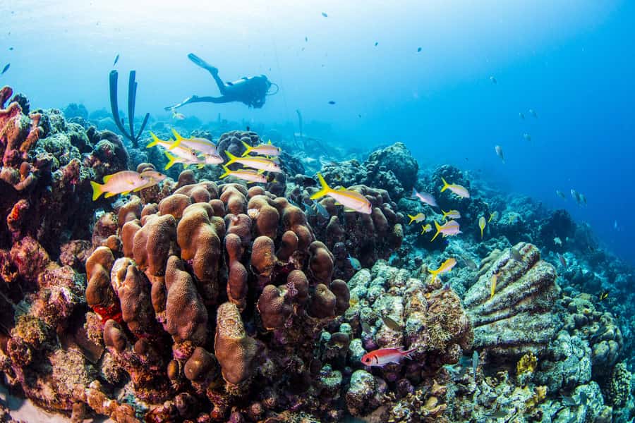 Diving Santa Marta & Tayrona for Certified Divers (2 tanks) - Weather and park closures: why the boat ride can change