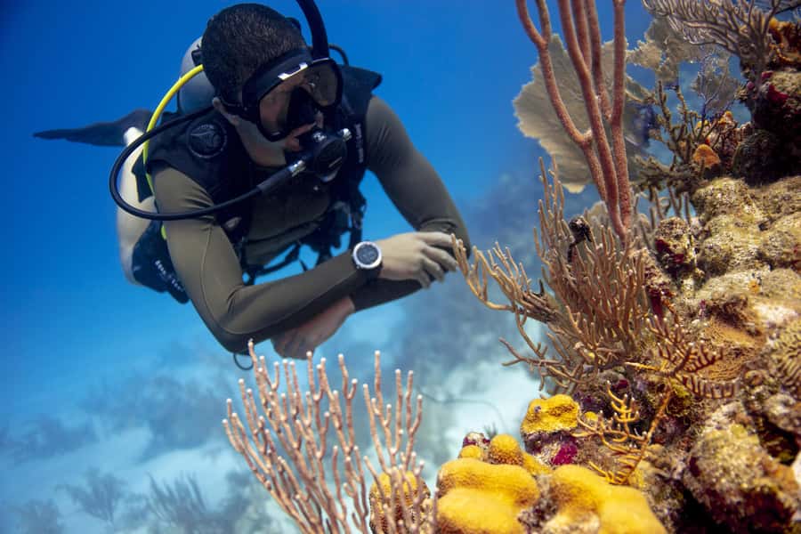 Diving Santa Marta & Tayrona for Certified Divers (2 tanks) - Price and logistics: the marina fee is the detail that matters