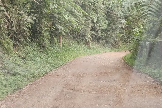 Easy Birdwatching in Cali Colombia (4 Hours) - Coffee, a Bilingual Guide, and How the Bird Info Actually Helps