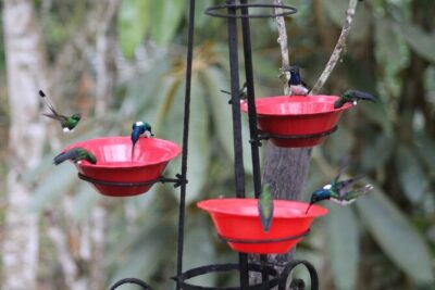 Easy Birdwatching in Cali Colombia (4 Hours)