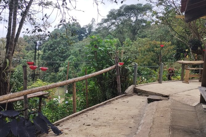 Easy Birdwatching in Cali Colombia (4 Hours) - Comfort, Timing, and What to Bring