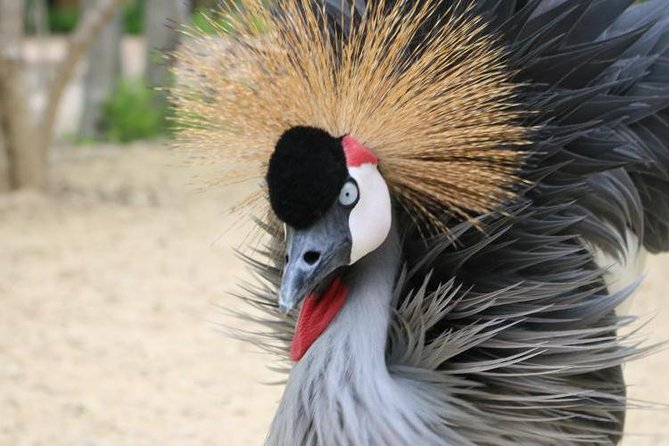 Eco Plan National Aviary and Lunch in Playa Mambo Beach Barú - Aviario Nacional de Colombia: an early start for real bird time