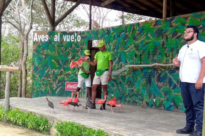 Eco Plan National Aviary and Lunch in Playa Mambo Beach Barú - The 2 hour trek and the 1 hour bird show (what to expect)