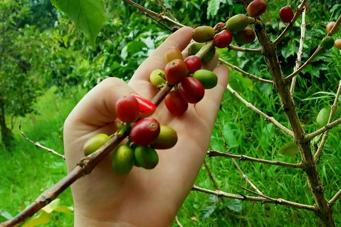 Exclusive Coffee Experience:Tour from Bogotá - Lunch in Sibaté: a traditional meal that powers the ride home