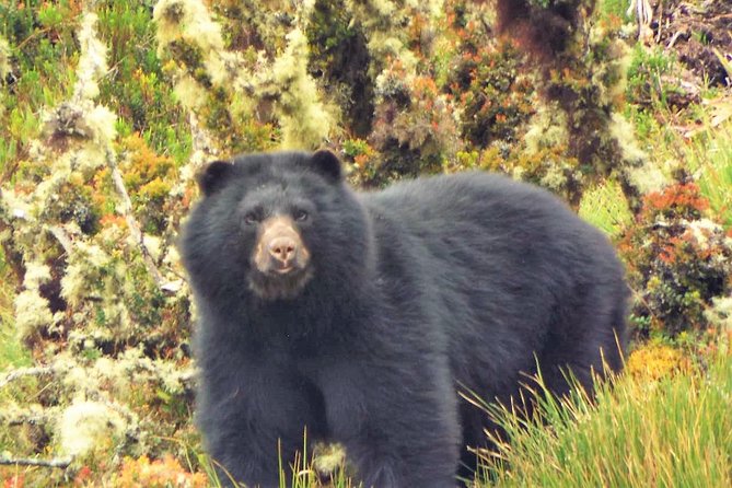Explore Chingaza Natural Park: A Scenic Adventure from Bogotá - Price and logistics: what your $158 really covers