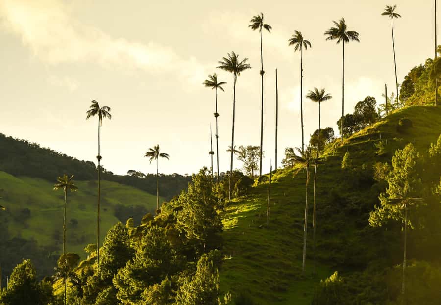 Filandia, Salento and Cocora Valley Private Tour - Key things that make this tour worth your time