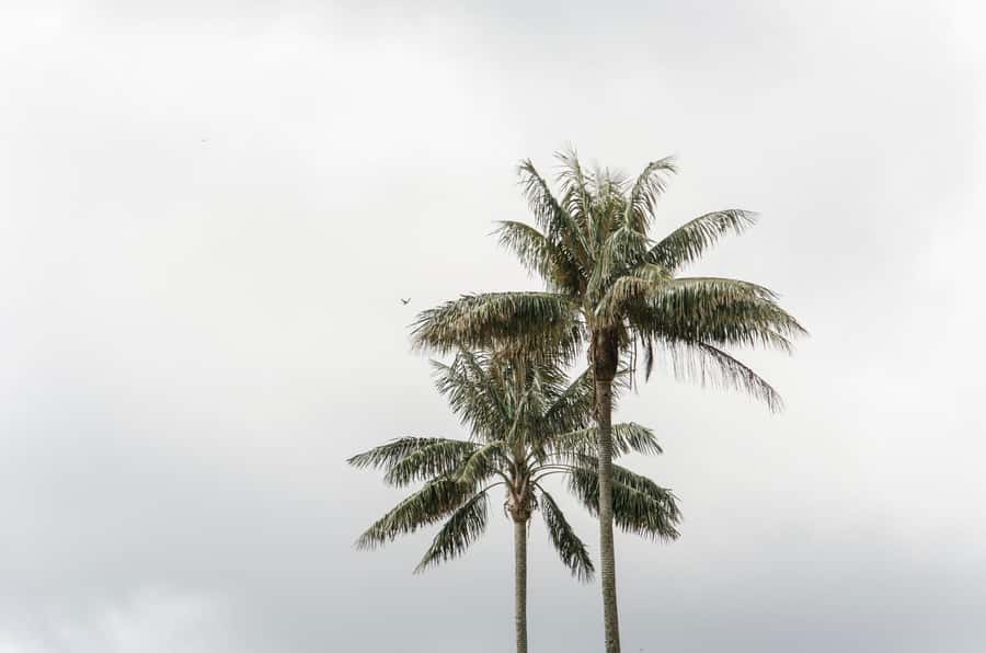 Filandia, Salento and Cocora Valley Private Tour - Price and value: is $152 per person fair?