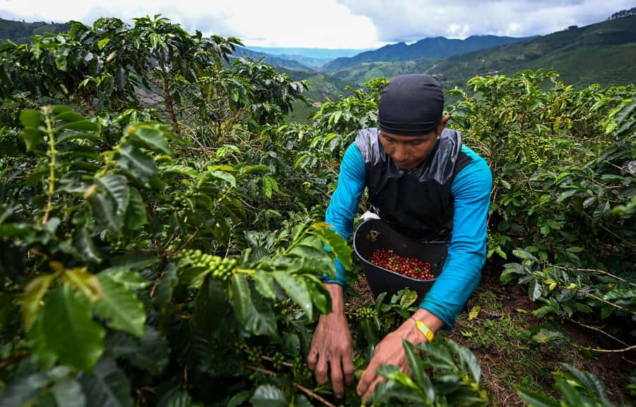 From Bogota: 5 hour guided coffe farm tour - All included - Key highlights you will feel right away