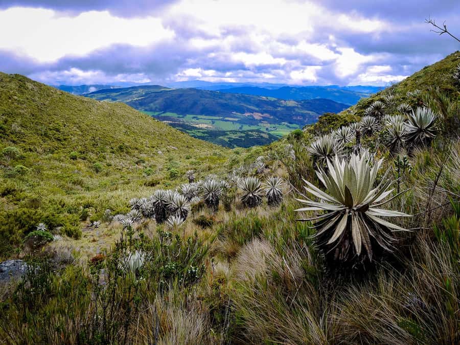 From Bogotá: Chingaza National Park Eco Tour - Morning pickup and the drive from Bogotá