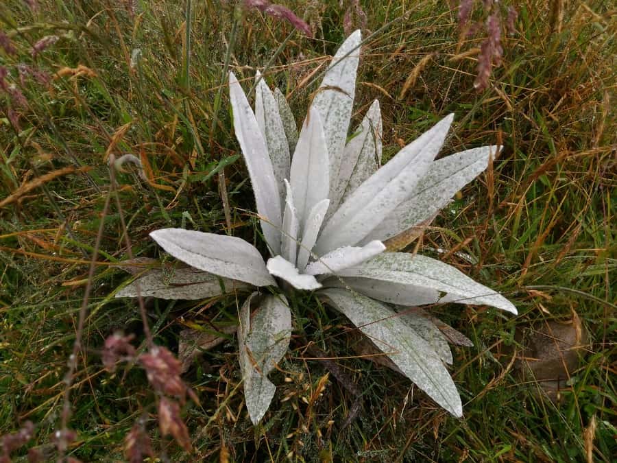 From Bogotá: Chingaza National Park Eco Tour - Entering the park at Piedras Gordas Control Post