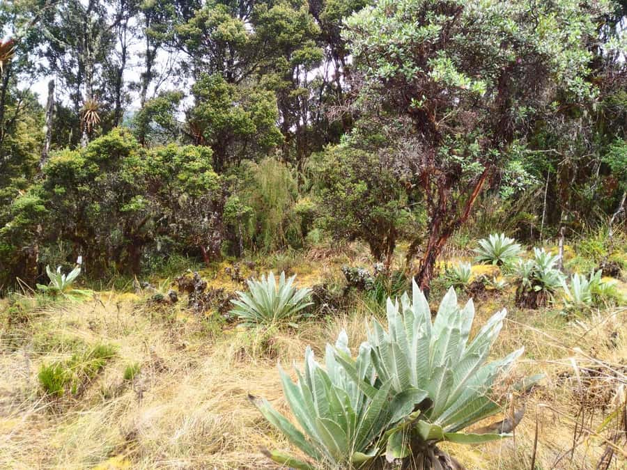 From Bogotá: Chingaza National Park Eco Tour - Price and value: is $158 fair for a Chingaza day trip?