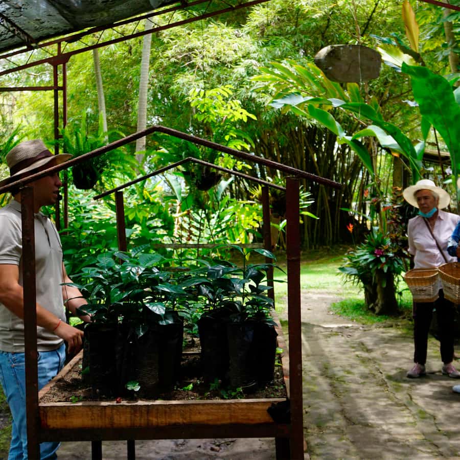 From Bogotá: Coffee Farm and Tequendama Falls Tour - Inside the coffee farm: why this is more than a tasting