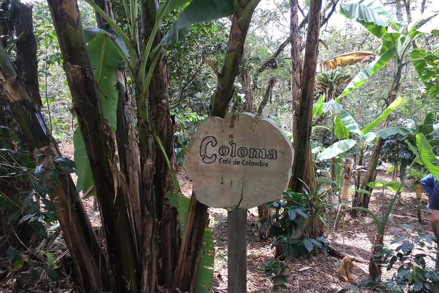 From Bogotá: Coffee Farm Experience Private Day Tour - The coffee story, from cherry to beans to grind