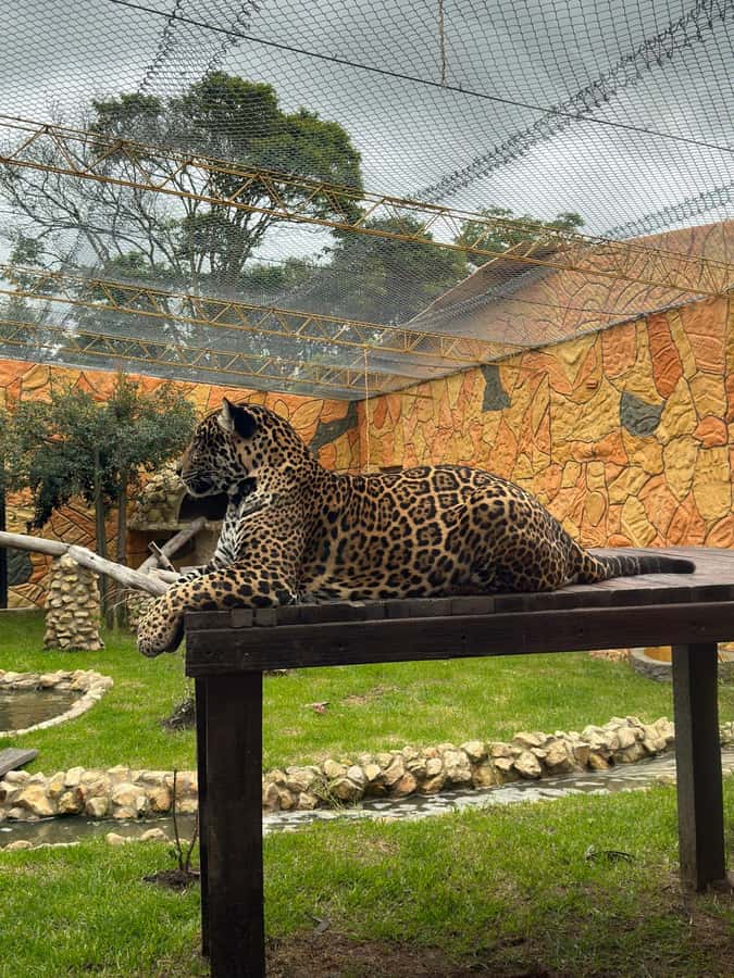From Bogota: Jaime Duque Park and zoo with ticket included - Bioparque Wakatá: how to enjoy 500+ animals without burning out