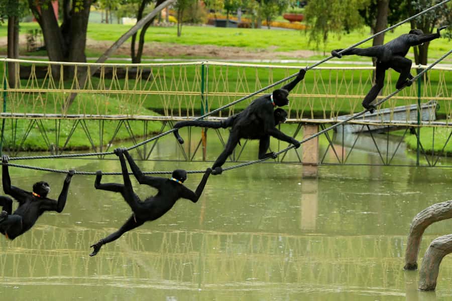 From Bogota: Jaime Duque Park and zoo with ticket included - Price and what $124 gets you in real value