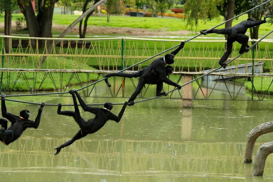 From Bogota: Jaime Duque Park and zoo with ticket included - Who this half-day trip fits best, and who should think twice